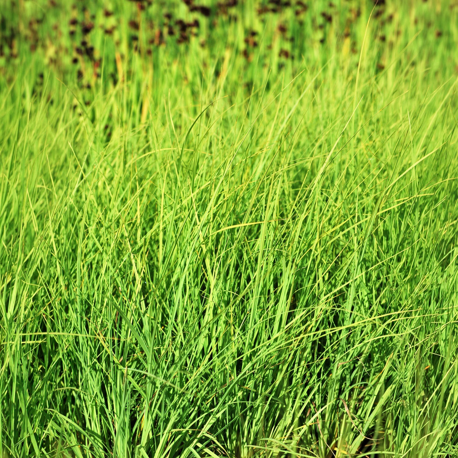 Bakker Laîche Faux Panic Carex bleuté pot Ø 9 cm