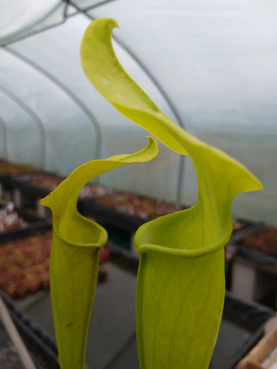 Carniflore Sarracenia rubra jonesii heterophylla plante carnivore 1 point