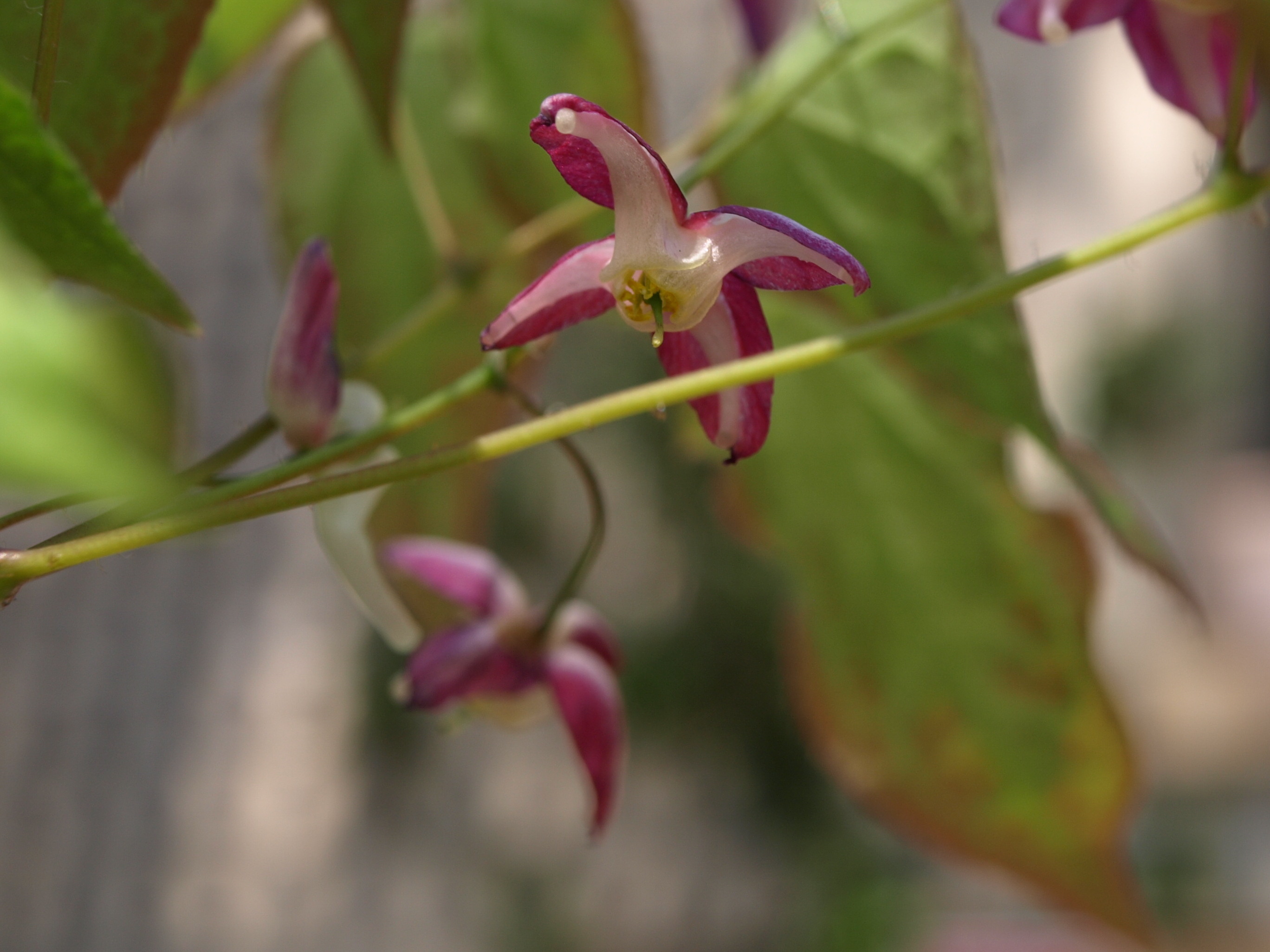 Passion Vivaces Epimedium Galadriel plante pot 1L couvre-sol