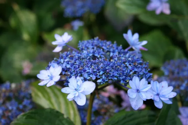 Les Hortensias du Haut Bois Izu no hana hortensia japon godet