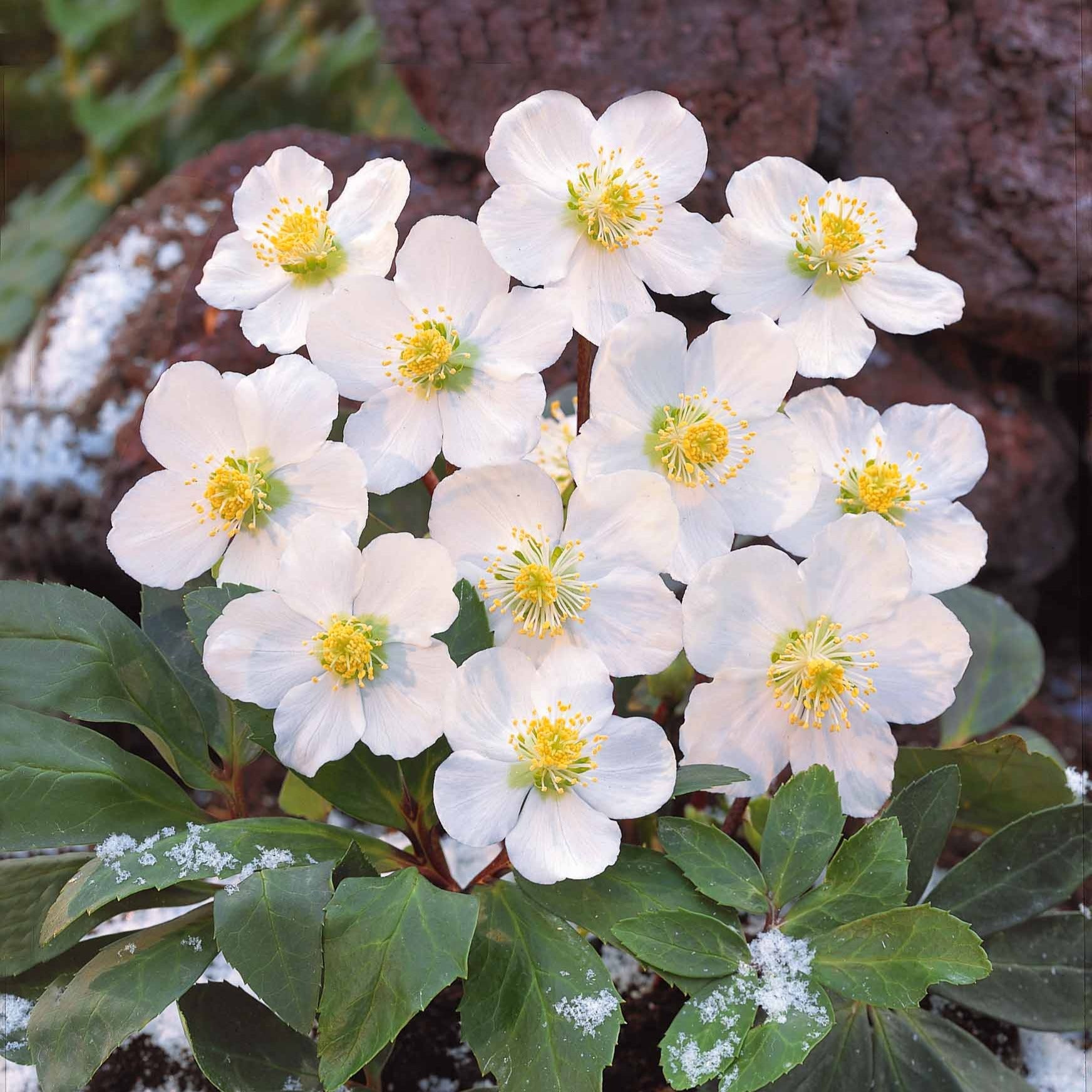 Bakker Christmas Carol hellébore blanche 3 pots Ø9cm