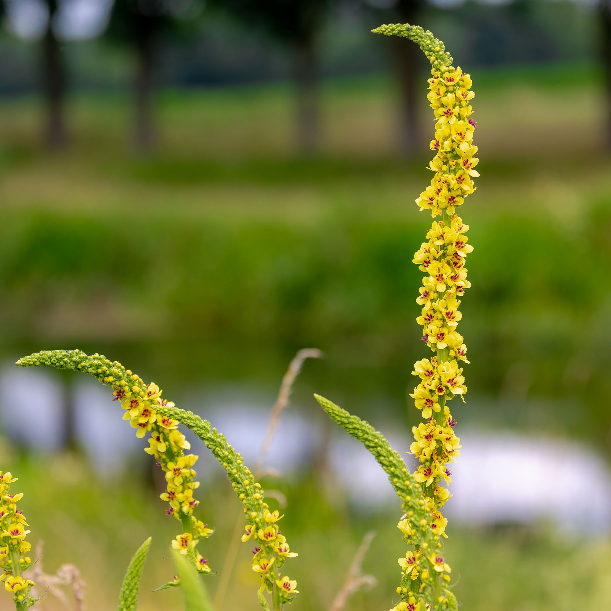 Bakker Molène noire Bouillon noir vivace pot 9cm jaune