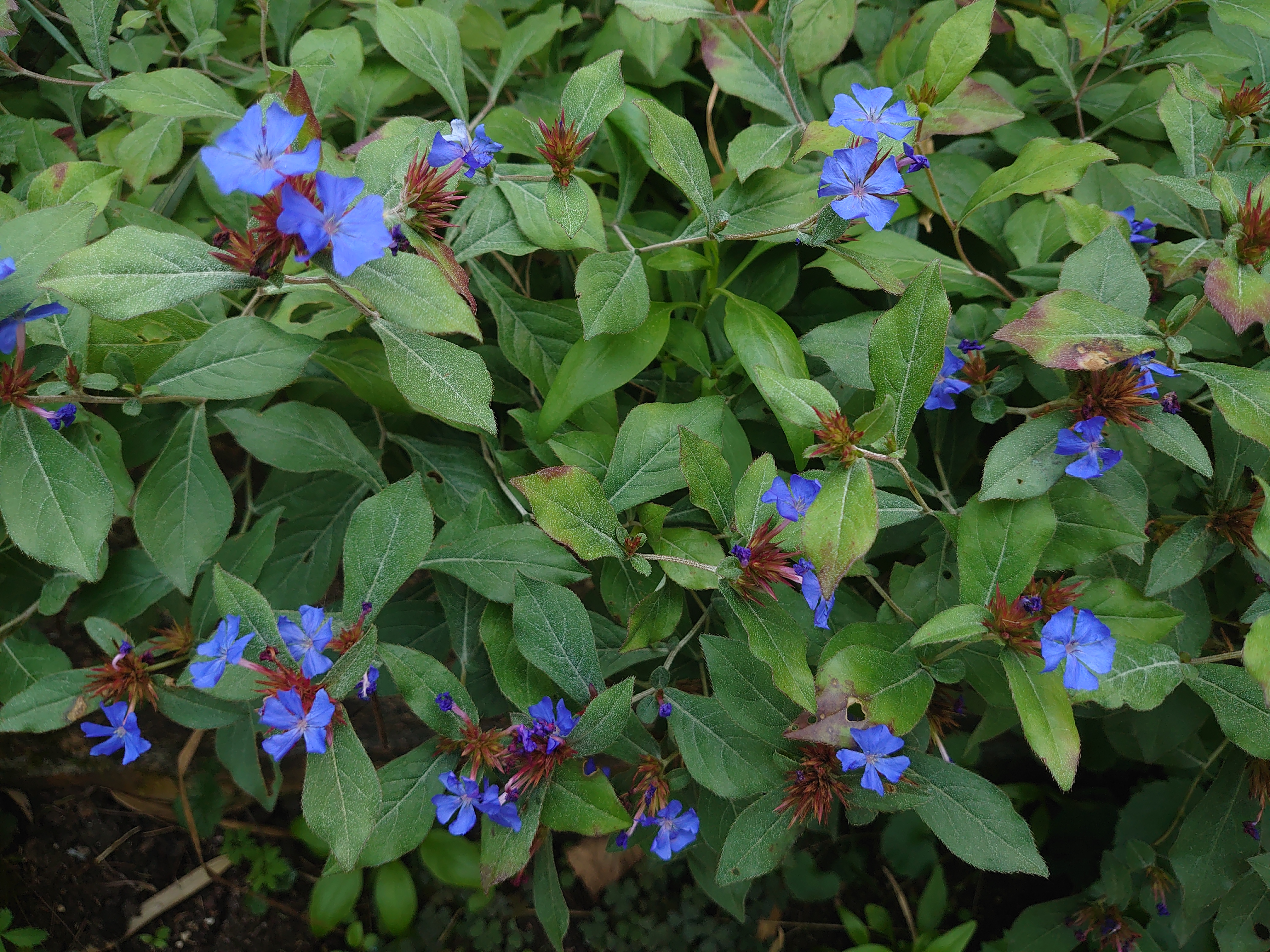 CERASTOSTIGMA plumbaginoides plante vivace pot 1 litre bleue