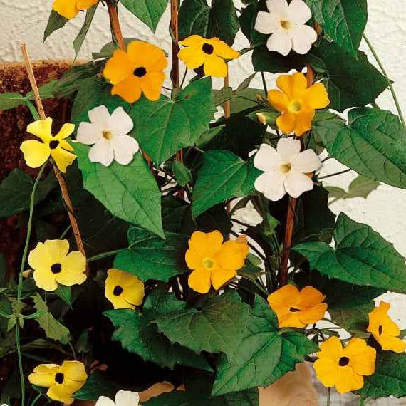 Bakker Potager Suzanne yeux noirs mélange sachet 0,5g