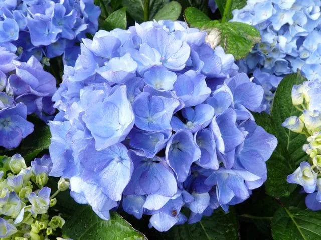 Les Hortensias du Haut Bois Horben hortensia boule bleu