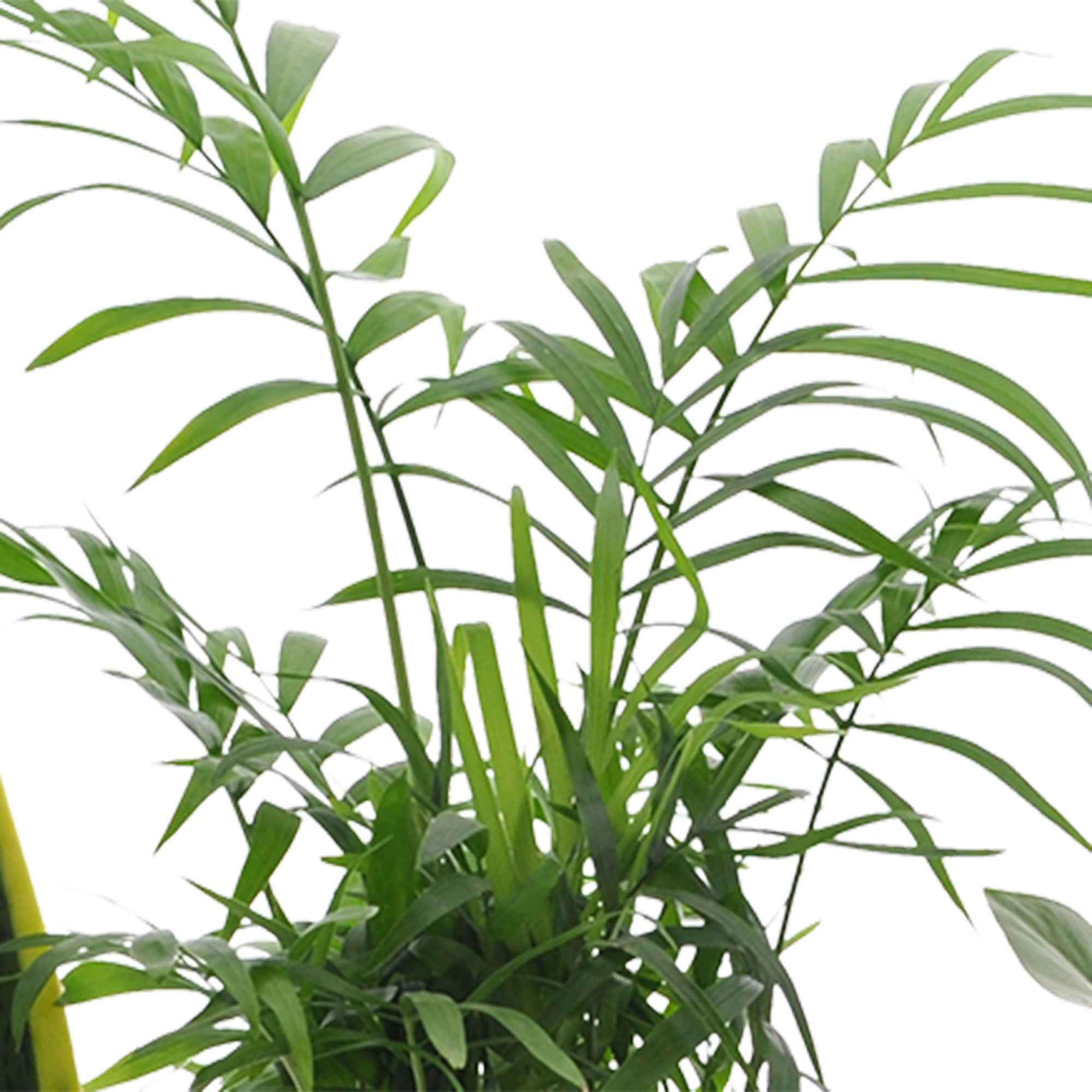 Bakker Collection 4 Plantes Intérieur pot 12cm faciles