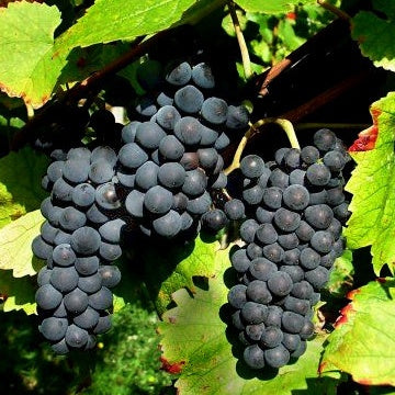 Bakker Vigne Vitis Vinifera lot 3 mottes 20-40cm