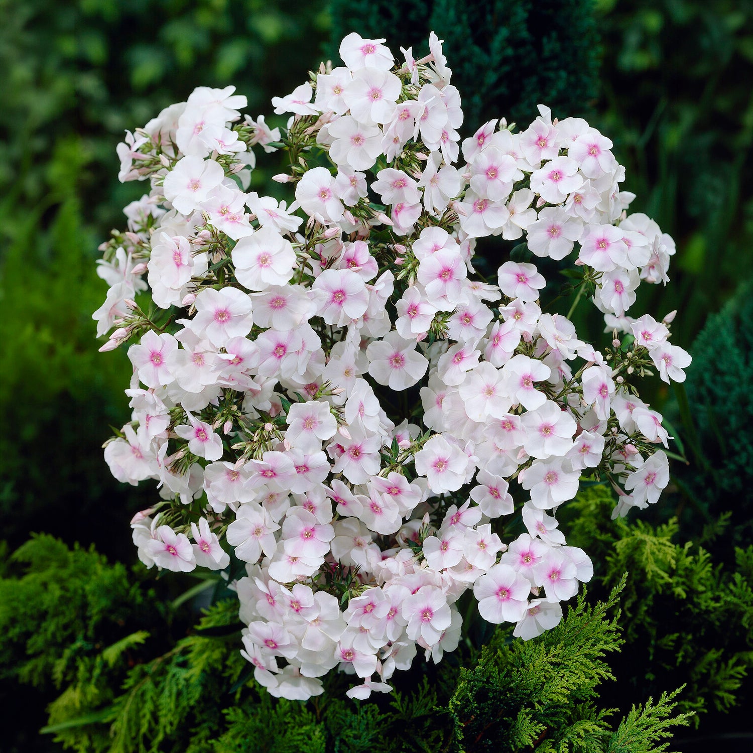 Bakker Phlox Miss Holland paniculata pot 11cm blanc