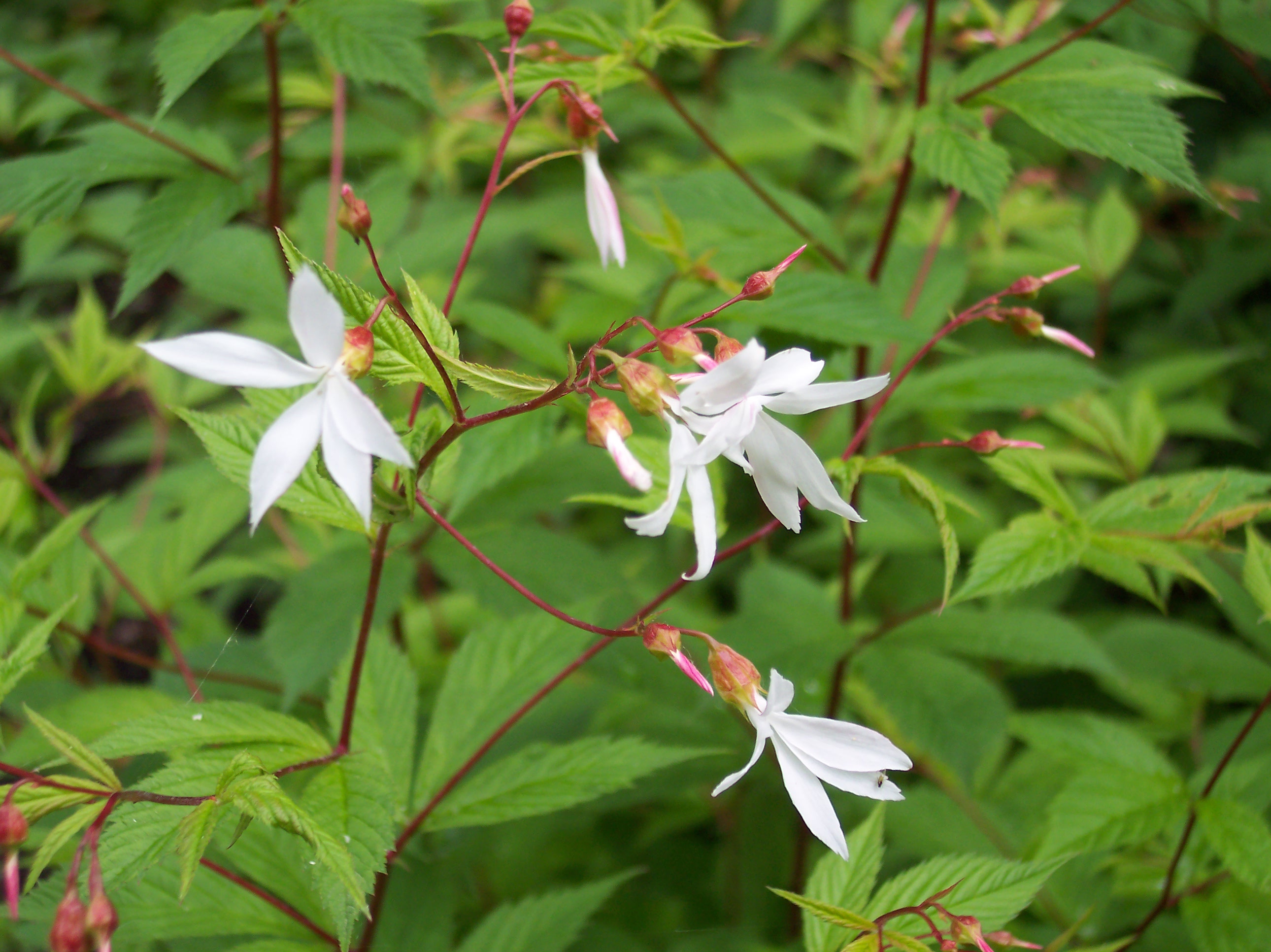 Passion Vivaces Gillenia trifoliata plante vivace pot 1 litre fleurs blanches