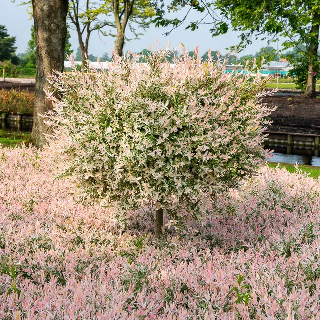 Bakker Saule crevette Flamingo tige pot 2L 60-70cm rose