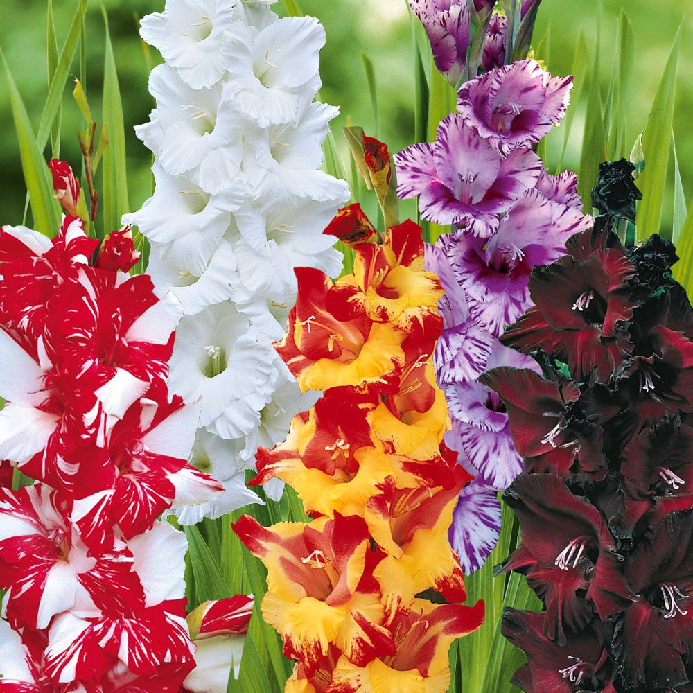 Bakker Collection 50 Glaïeuls bulbes fleurs à couper mélange