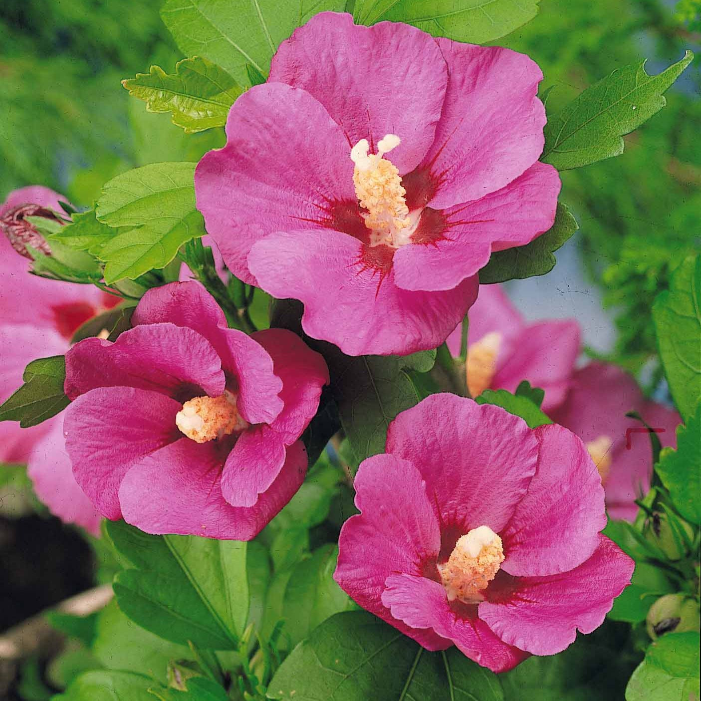 Bakker Hibiscus syriacus sur tige arbuste fleurs roses motte