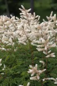 Passion Vivaces ARUNCUS aethusifolius plante vivace pot 1L blanc
