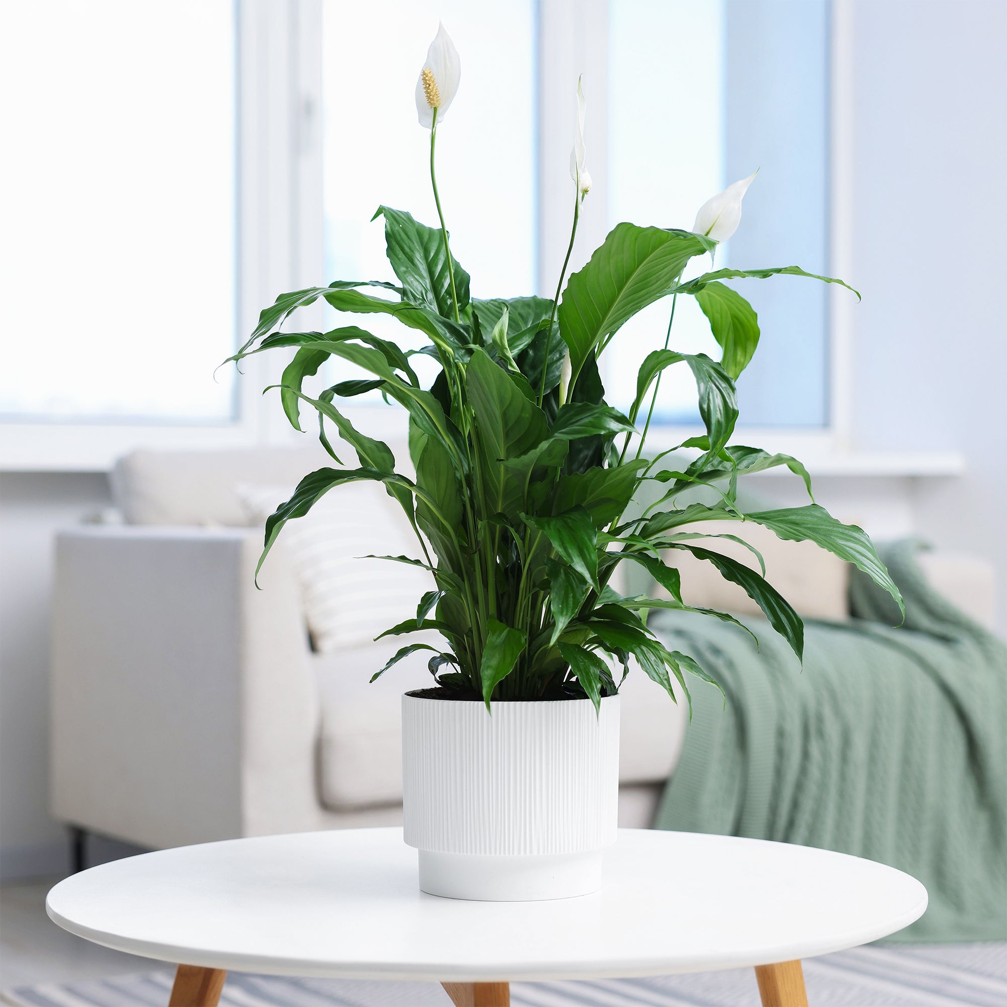 Bakker spathiphyllum Pearl Cupido blanc 17 cm