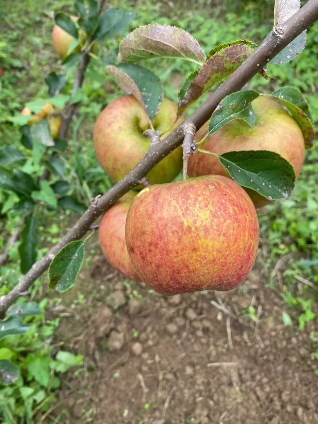 Michel Adam Jonagold pommier pomme croquante sucrée