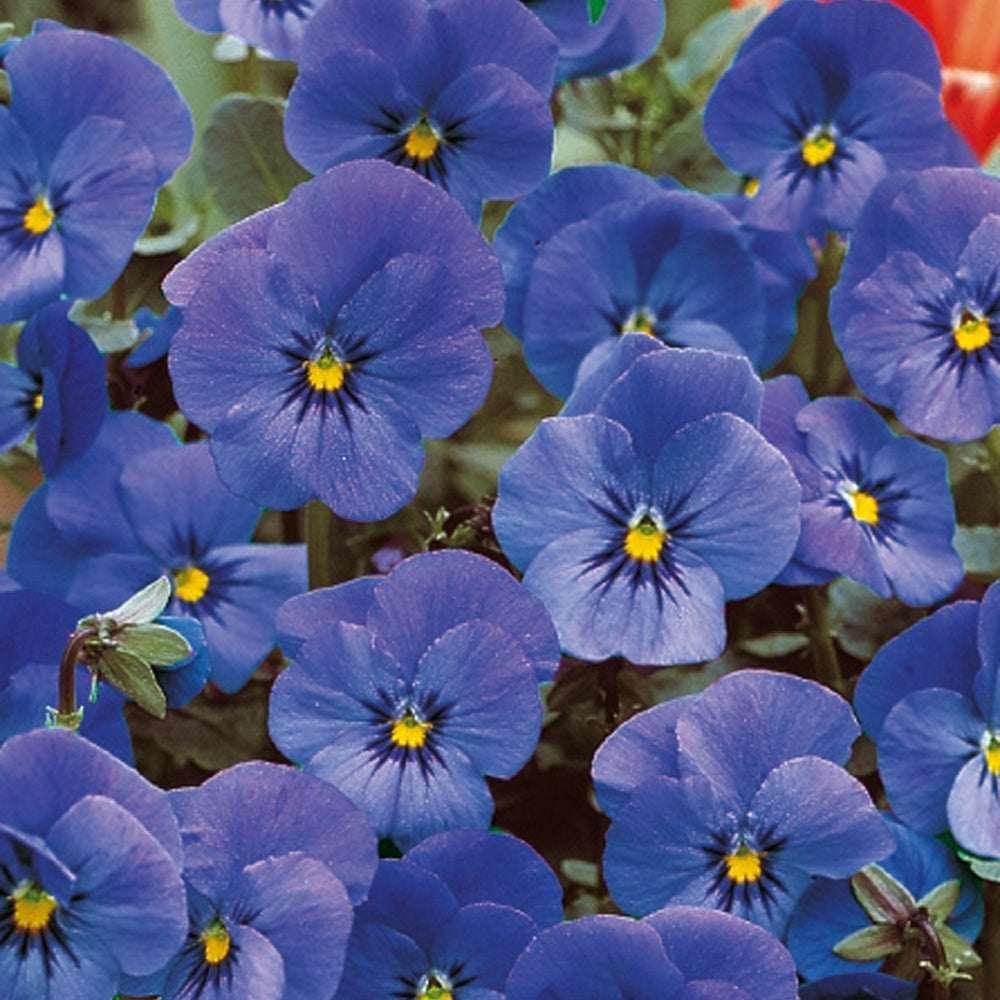 Bakker Violette cornue Admiration pensée sachet 0,15 g bleue