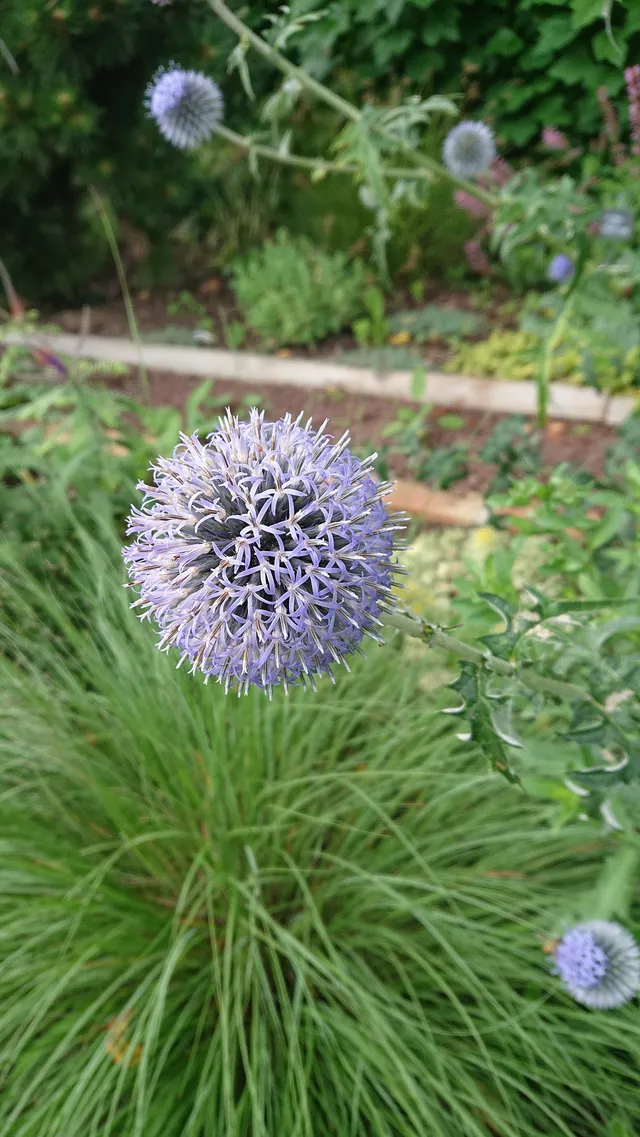 Passion Vivaces Echinops ritro Veitchs Blue plante pot 1L