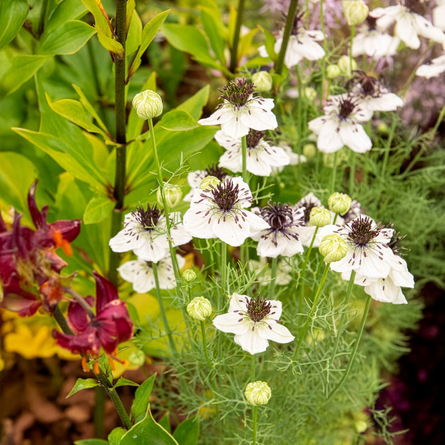 Bakker Nigella African Bride graines fleurs blanches 75 graines