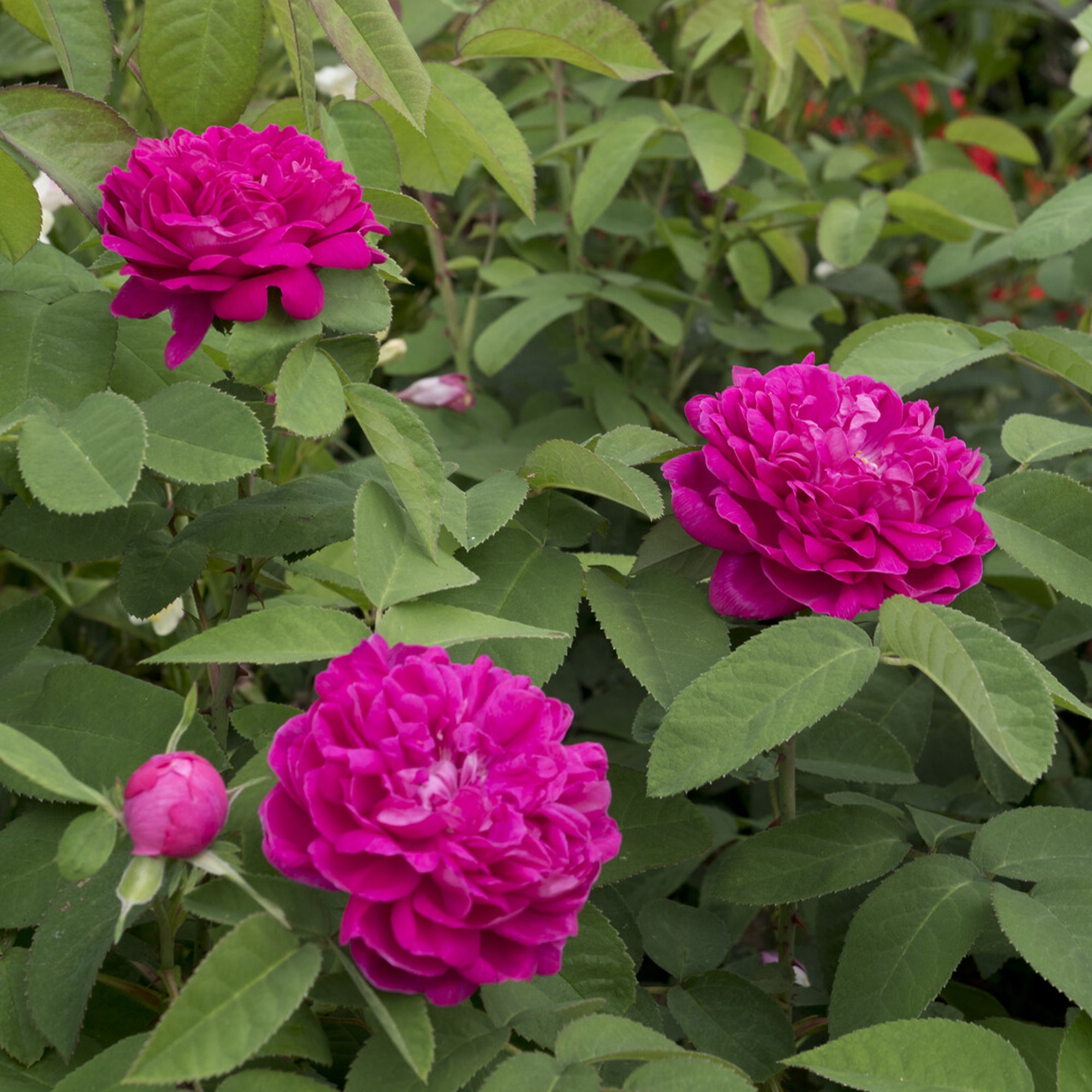 Bakker Rose de Rescht rosier ancien parfumé pot 4L rose fuchsia
