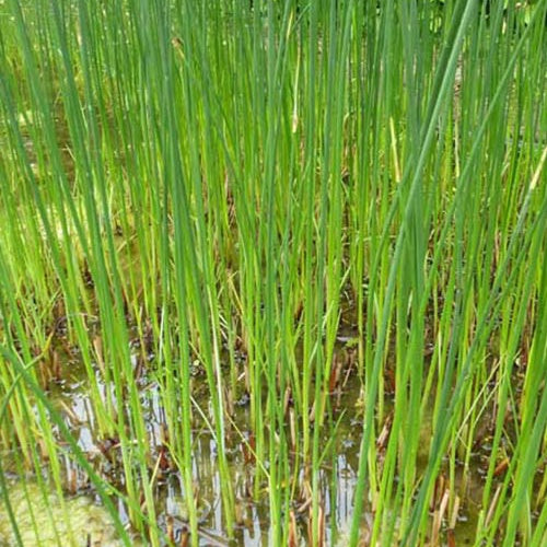 Bakker Jonc des chaisiers plante de bassin pot Ø 9 cm