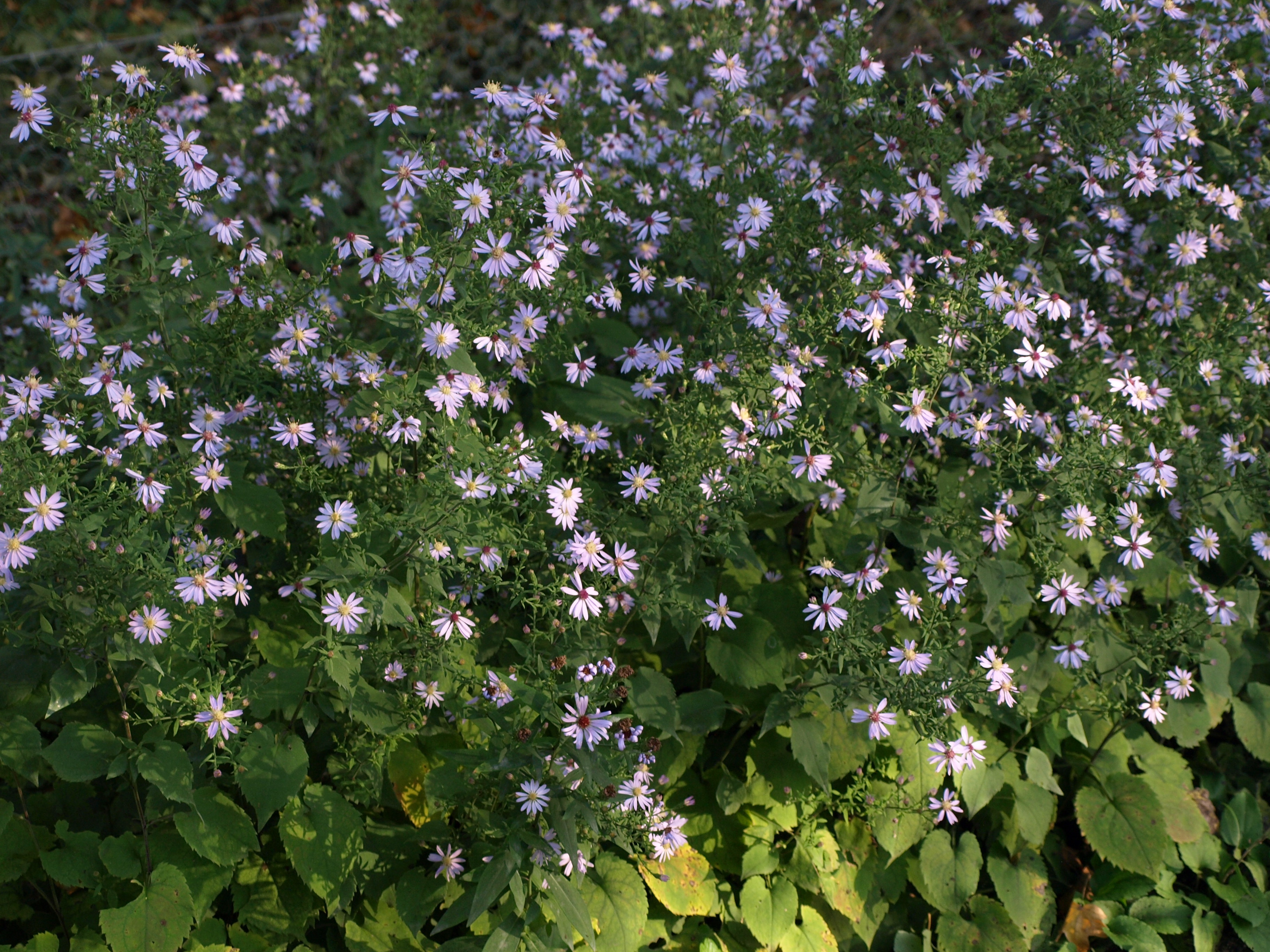 Passion Vivaces Aster Primrose Path plante vivace pot 1L bleu ciel