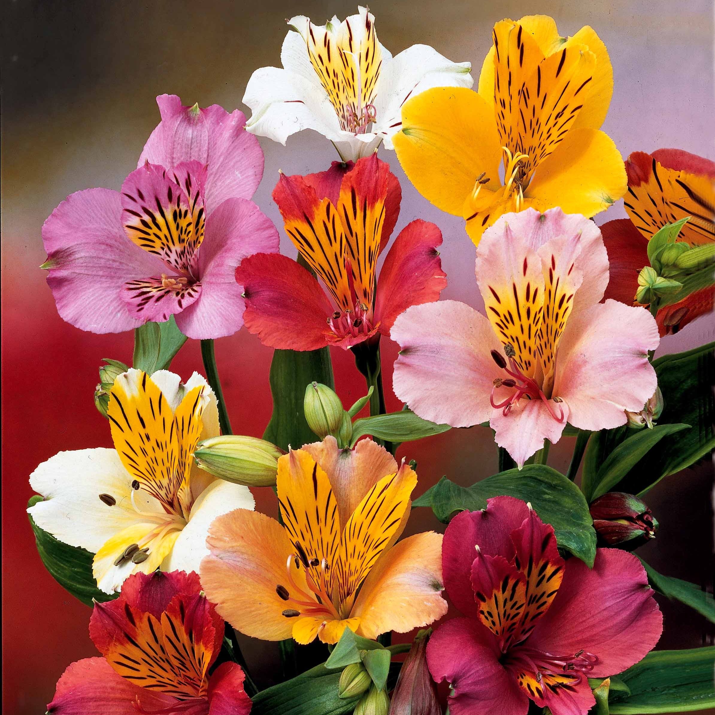 Bakker Lys des Incas plante vivace 3 racines nues mélange