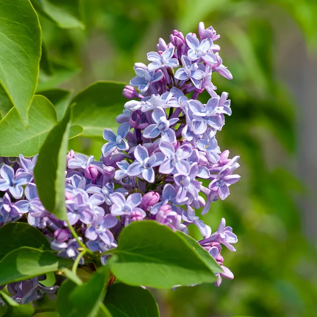 Bakker Président Grévy lilas double pot 9cm violet