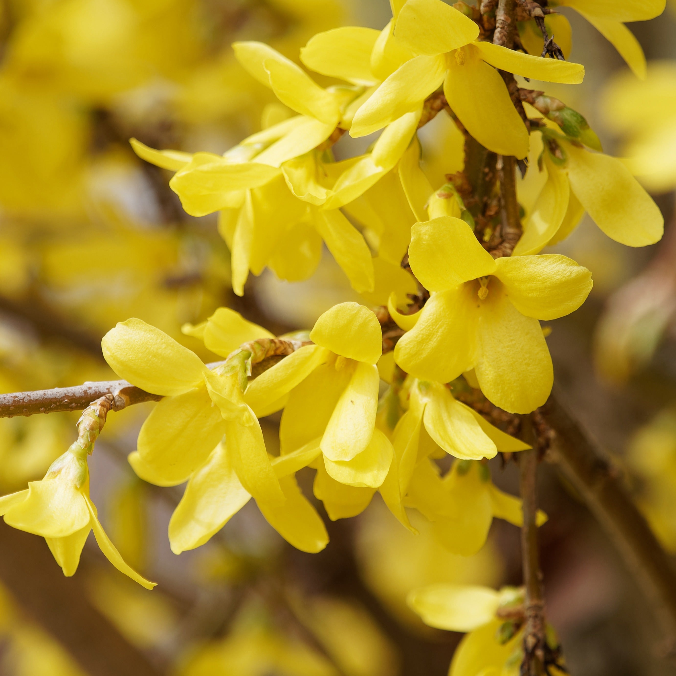 Bakker Marée d'Or forsythia jaune pot 3L 30-40cm
