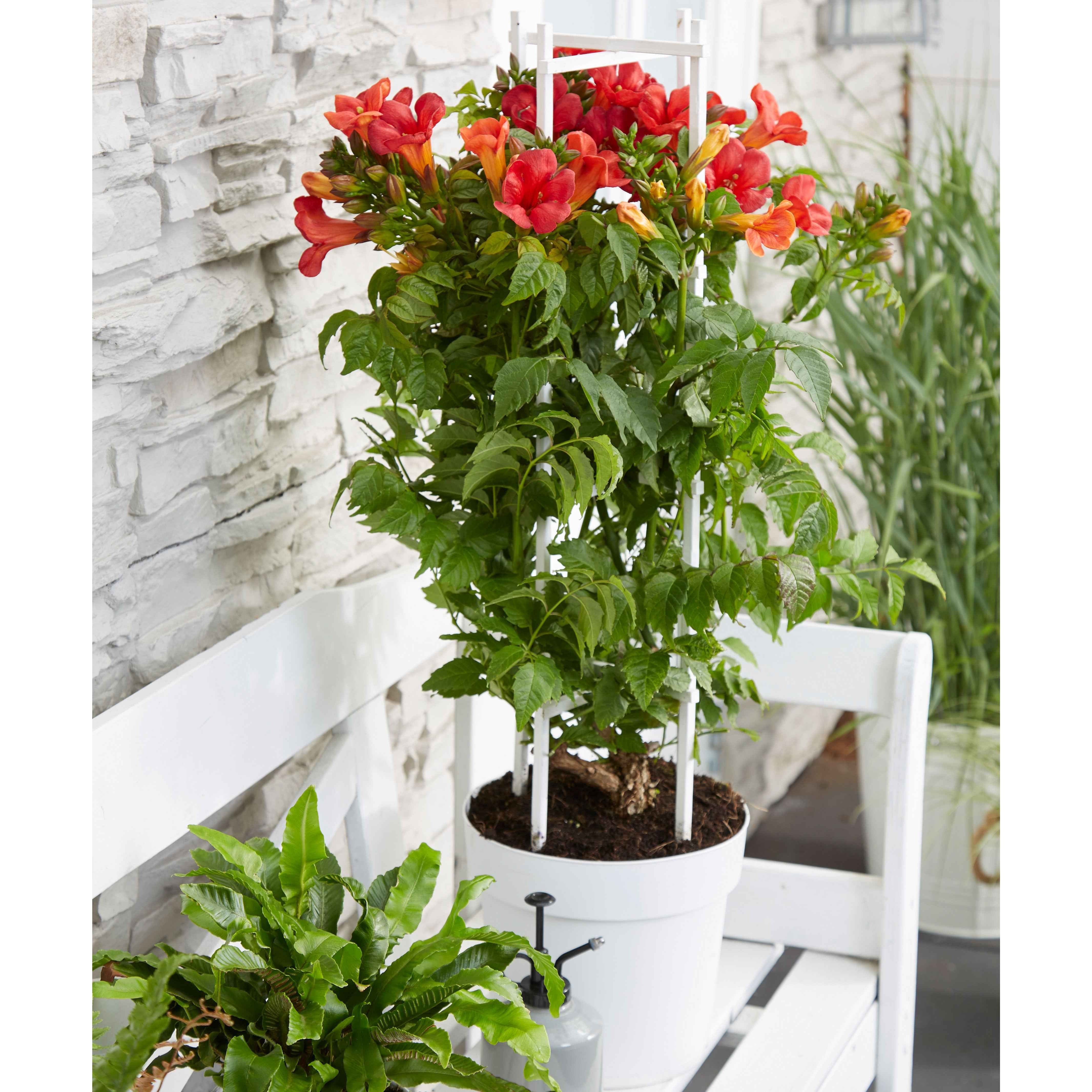 Bakker Bignone Fire Trumpet plante grimpante pot 2L fleurs orange