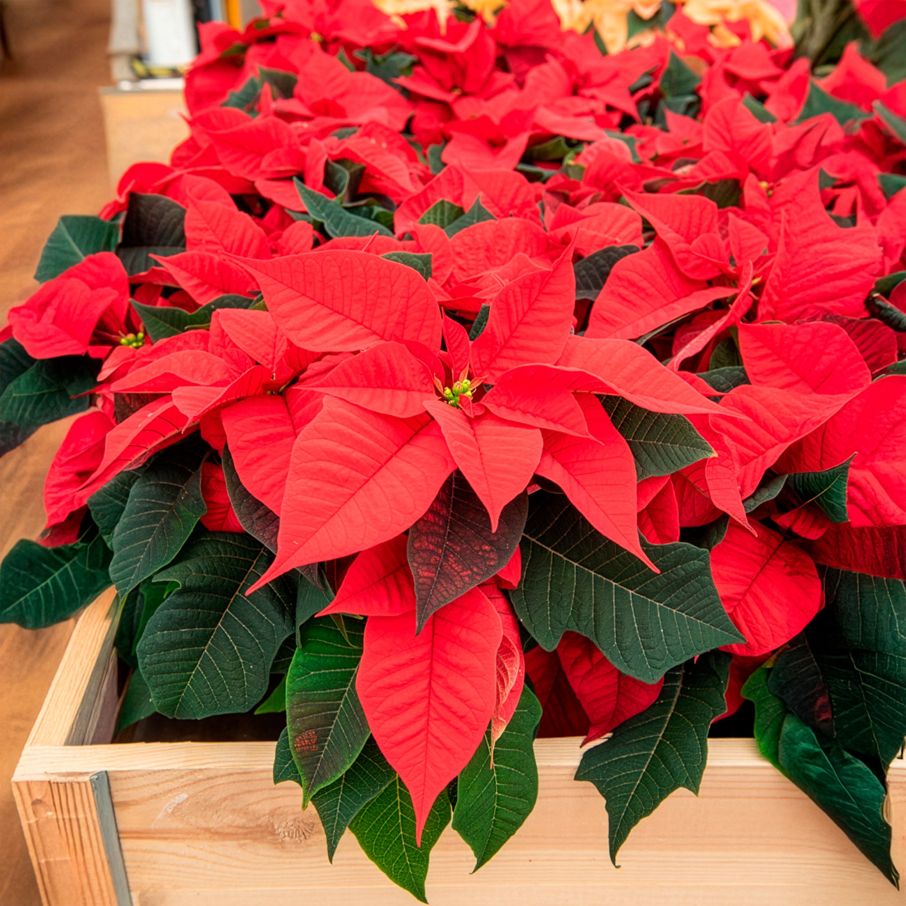 Bakker Poinsettia Rouge plante d'intérieur pot Ø 10,5 cm