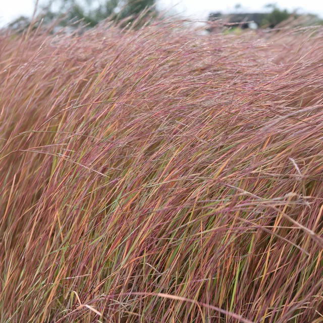 Bakker Wildwest andropogon graminée pot 9cm rouge