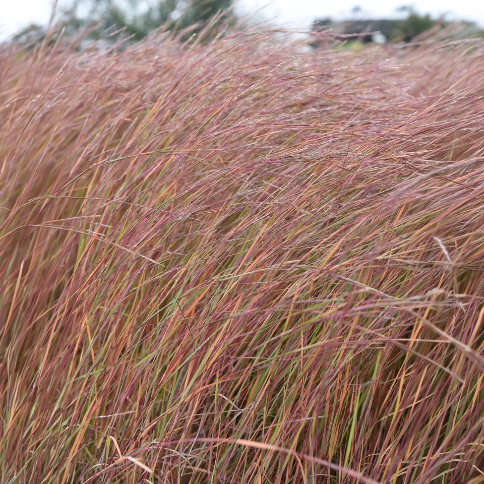 Bakker Wildwest andropogon graminée pot 9cm rouge