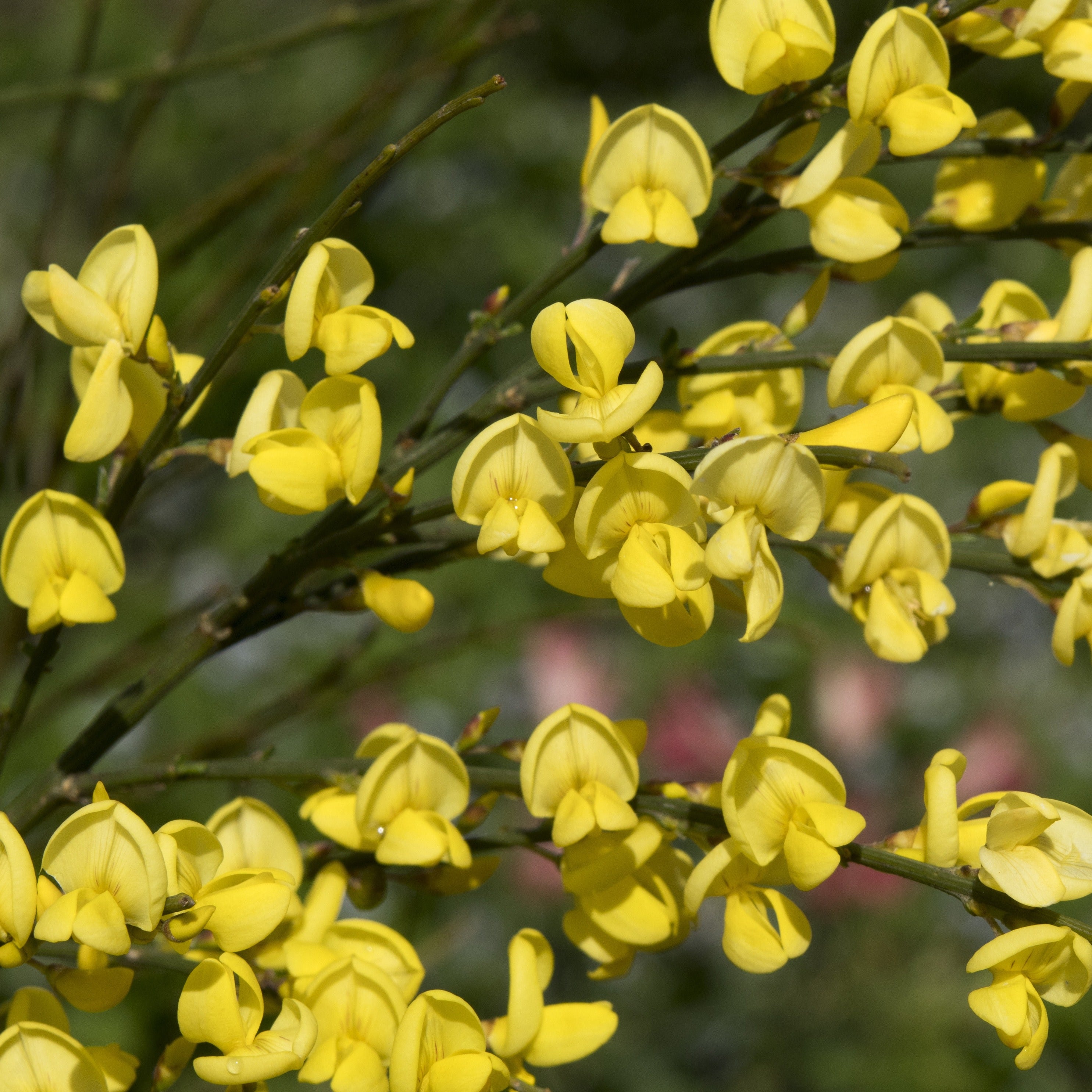 Bakker Genêt jaune Cytisus arbuste fleuri pot 9cm fleurs jaune or