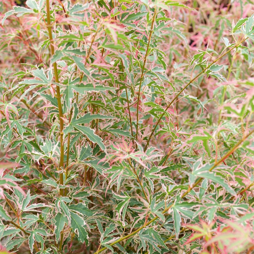 Bakker Érable Taylor pot 2L 40-50cm rose panaché