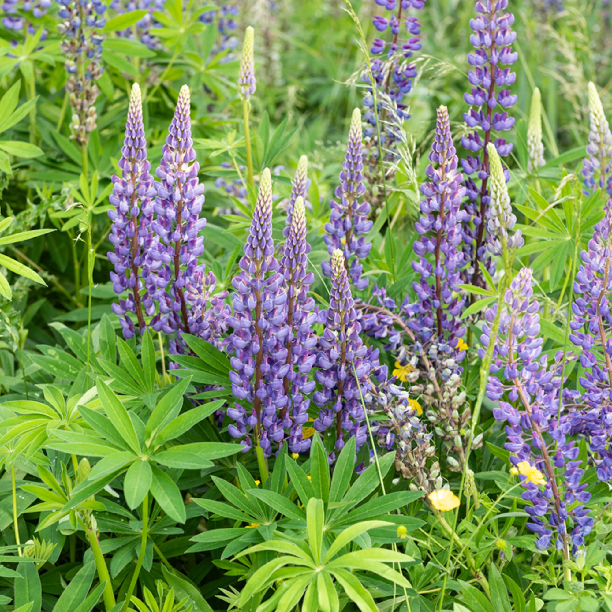 Bakker Lupin Gallery Blue plante vivace pot 9cm bleu 50cm