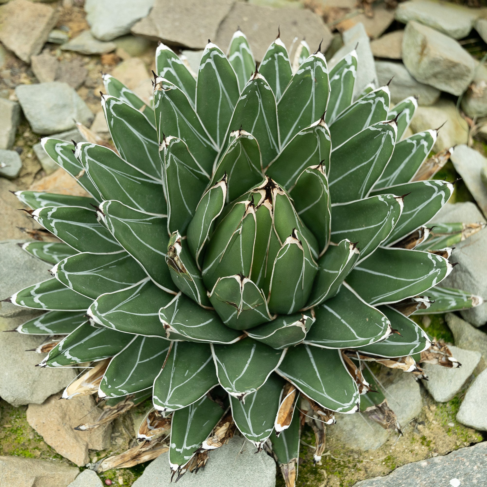 Bakker Agave Reine Victoria plante succulente pot Ø 11cm rocaille