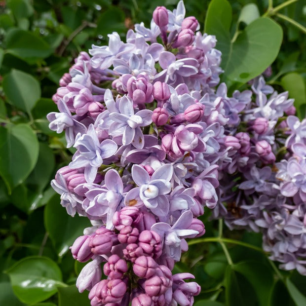 Bakker Lilas doubles collection 4 arbustes bleu rouge blanc