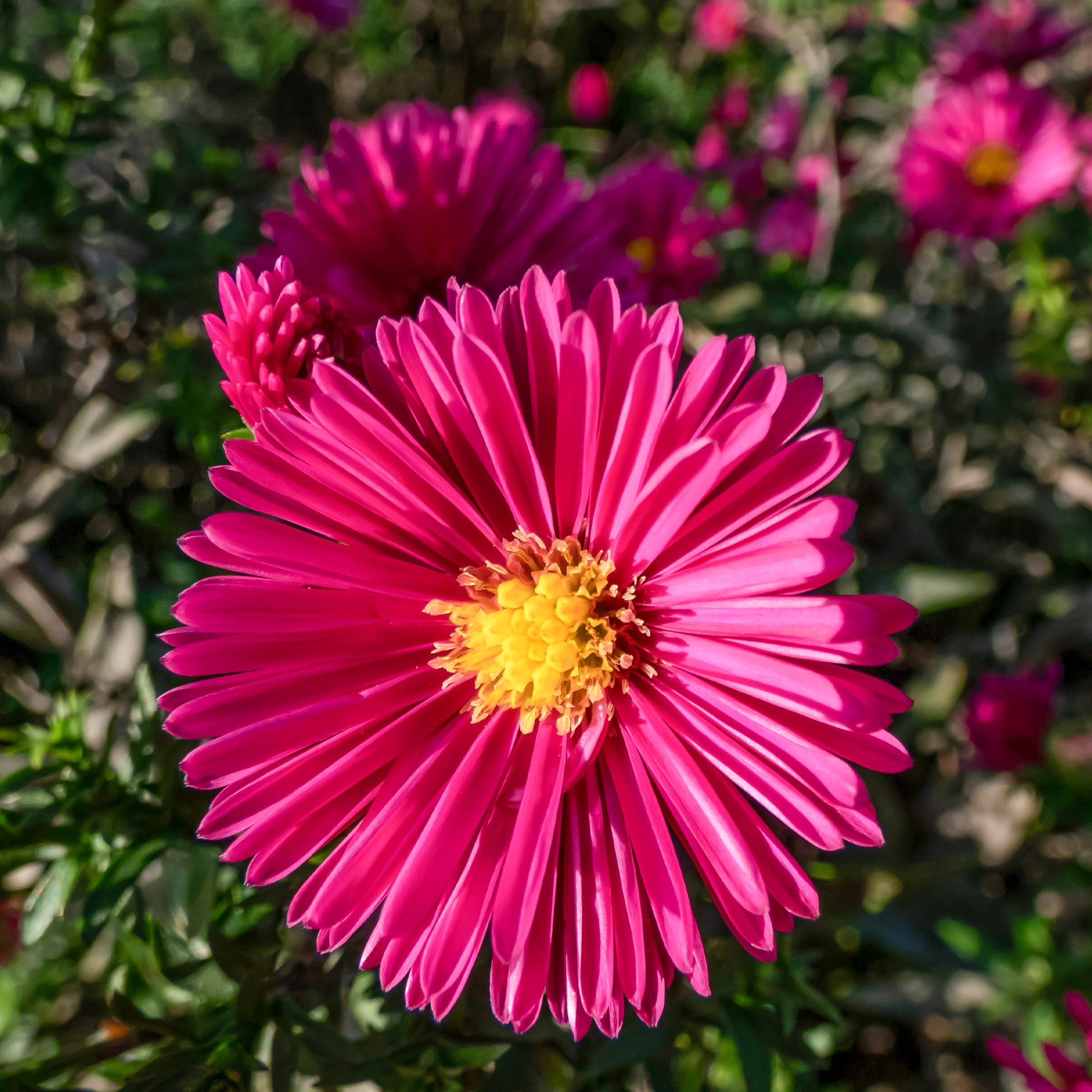 Bakker Aster Jenny nain fuchsia pot 9cm