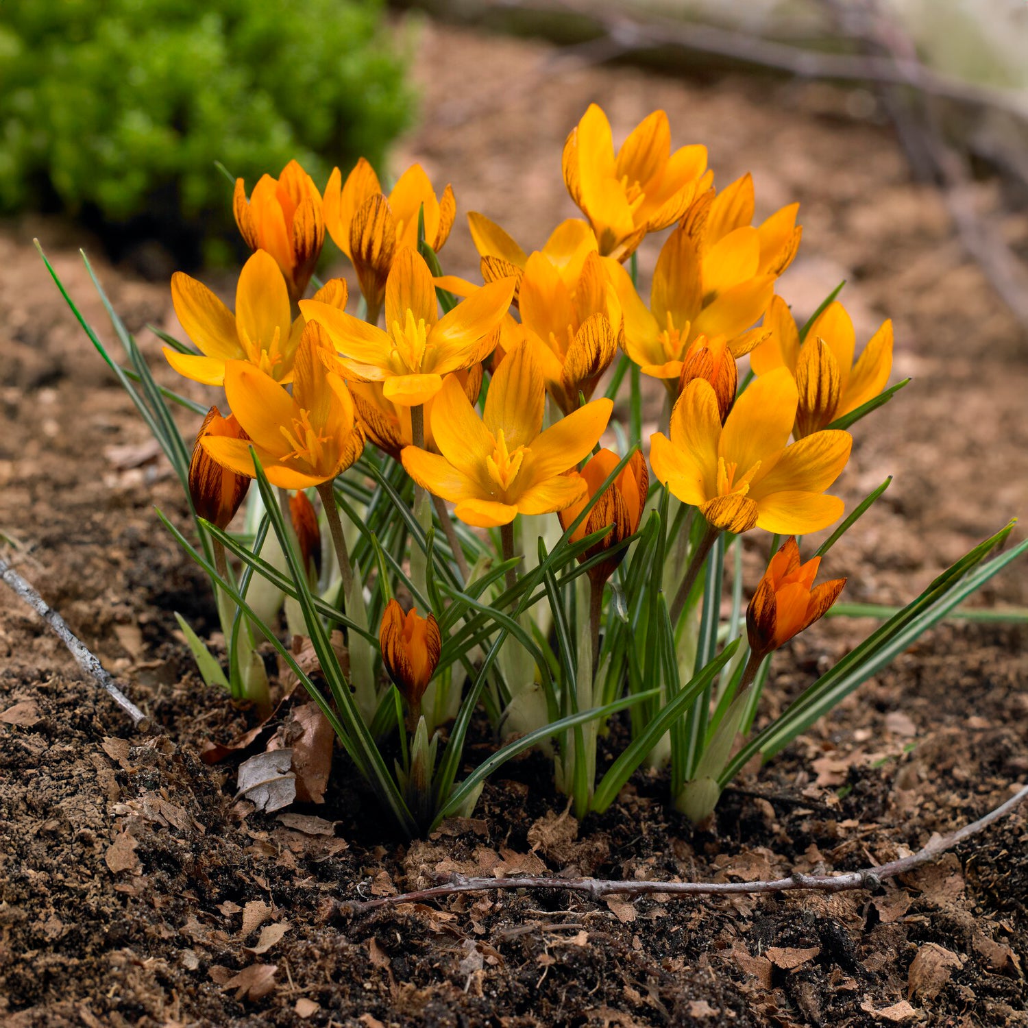 Bakker Bulbes 15 Crocus orange sachet floraison février