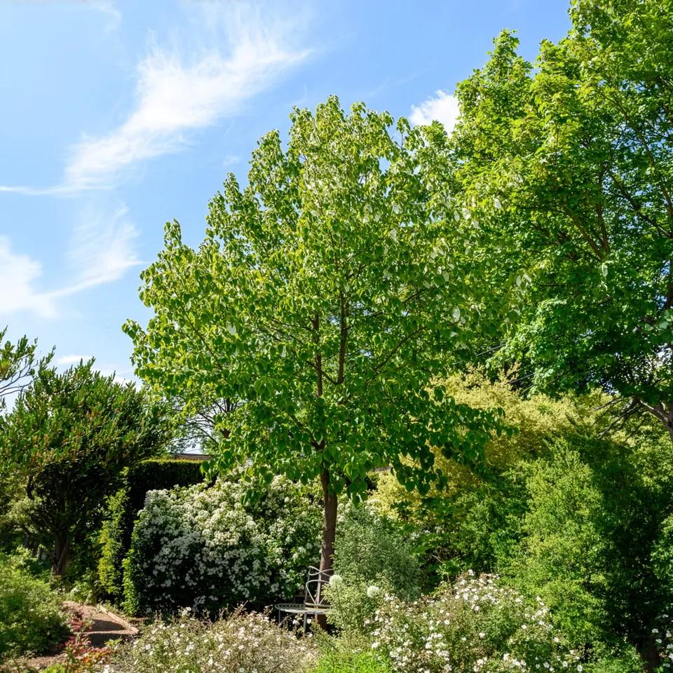 Bakker Arbre aux mouchoirs Davidia pot 1L fleurs blanches