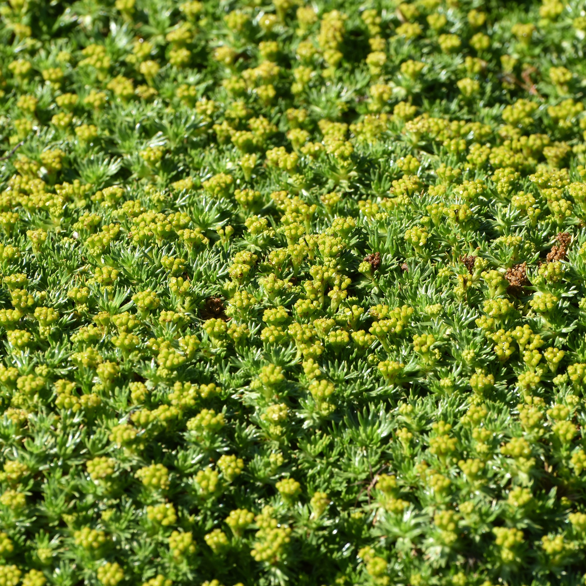Bakker Azorelle vivace couvre-sol pot 8cm jaune