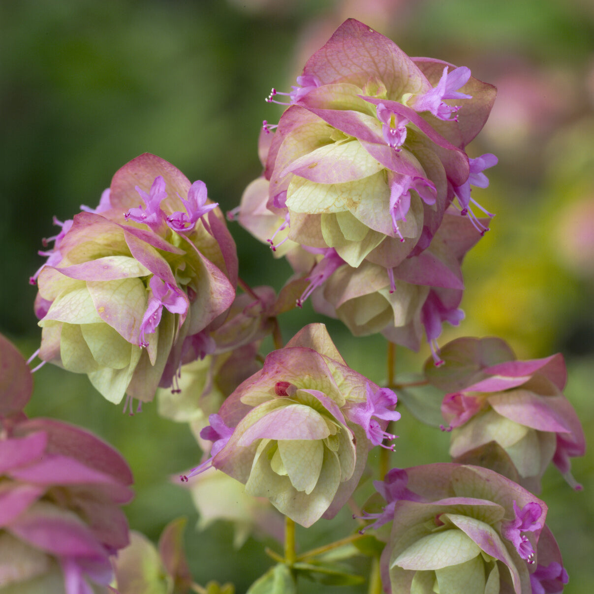 Bakker Kent Beauty origan ornemental pot Ø 9cm rose