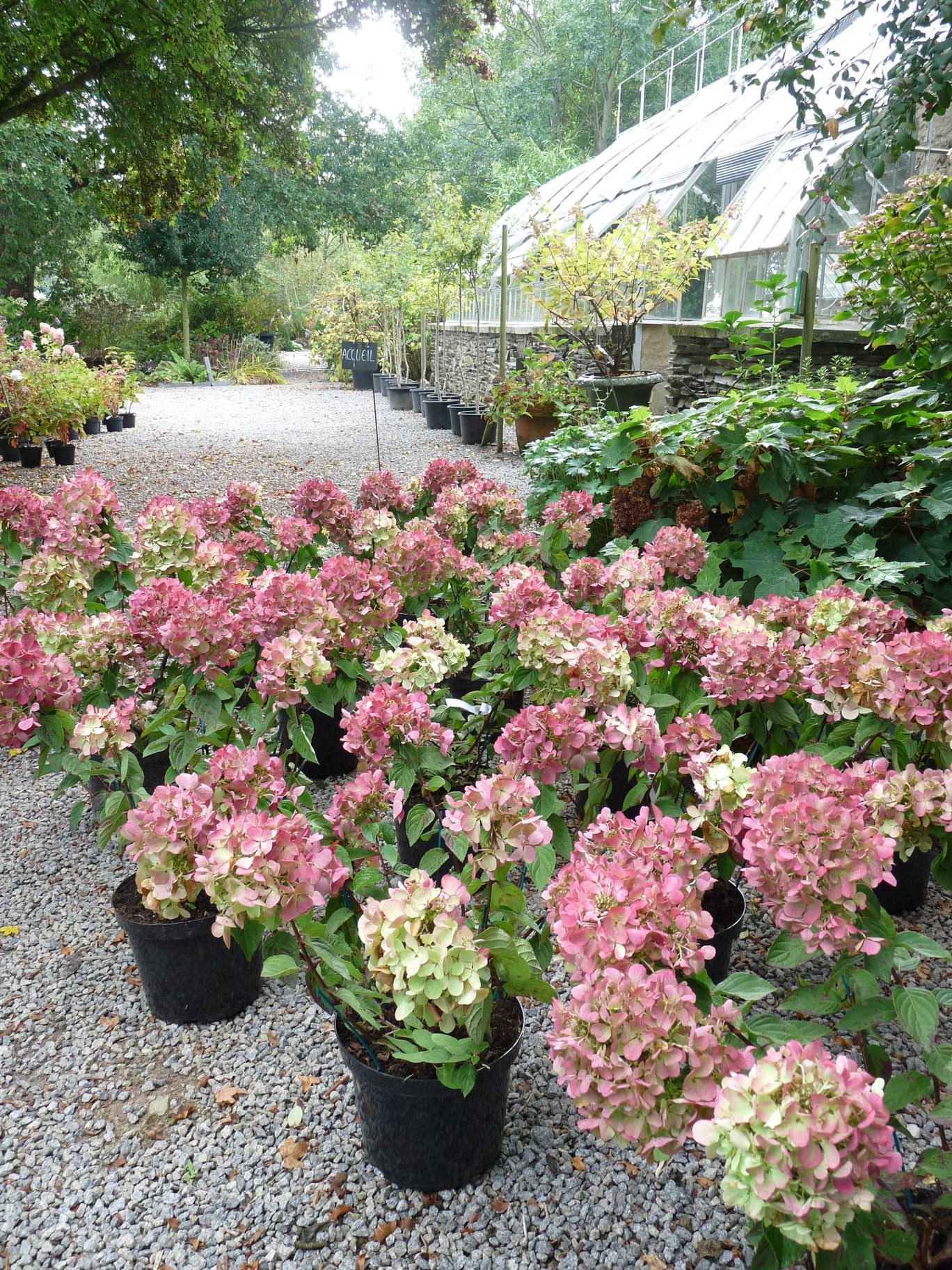 Les Hortensias du Haut Bois Diamand rouge hortensia paniculata