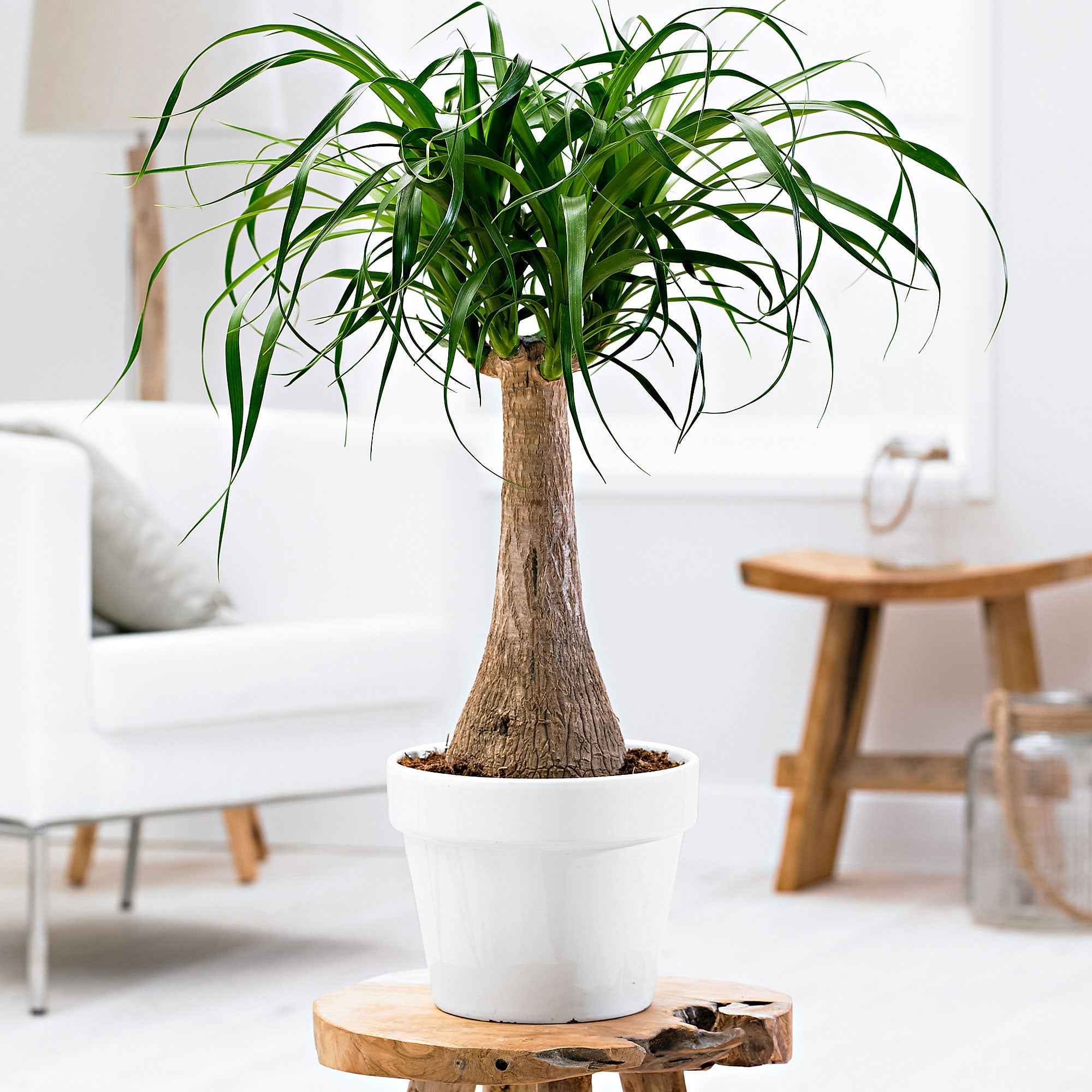 Bakker Beaucarnea recurvata pied d'éléphant plante pot 21cm