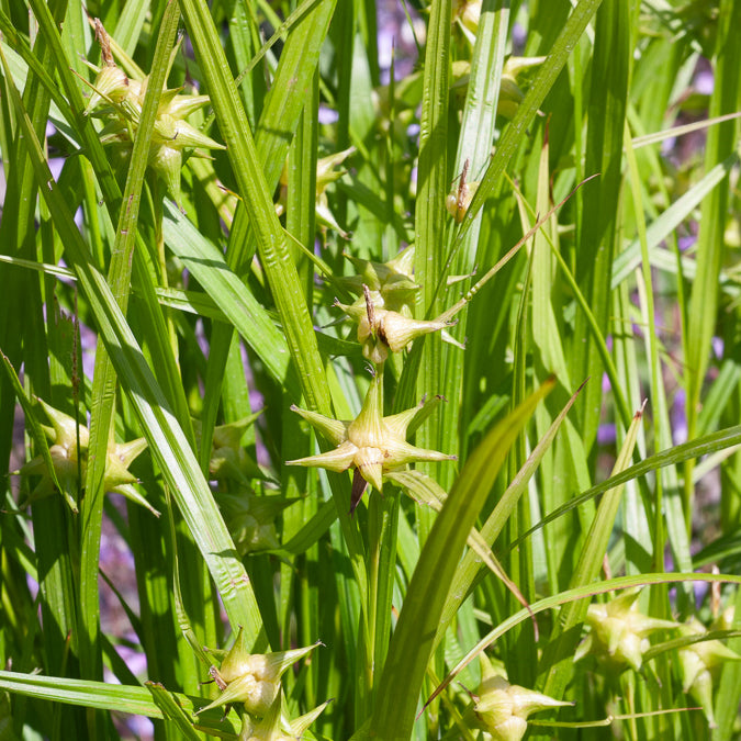 Bakker Laîche massue Carex grayi pot 9cm verte