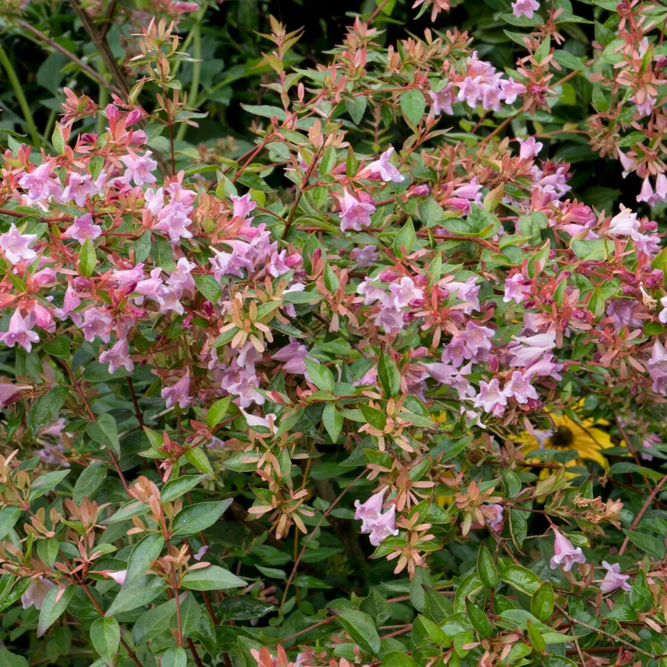 Bakker Abélia Edouard Goucher arbuste pot 2L 25-30cm rose