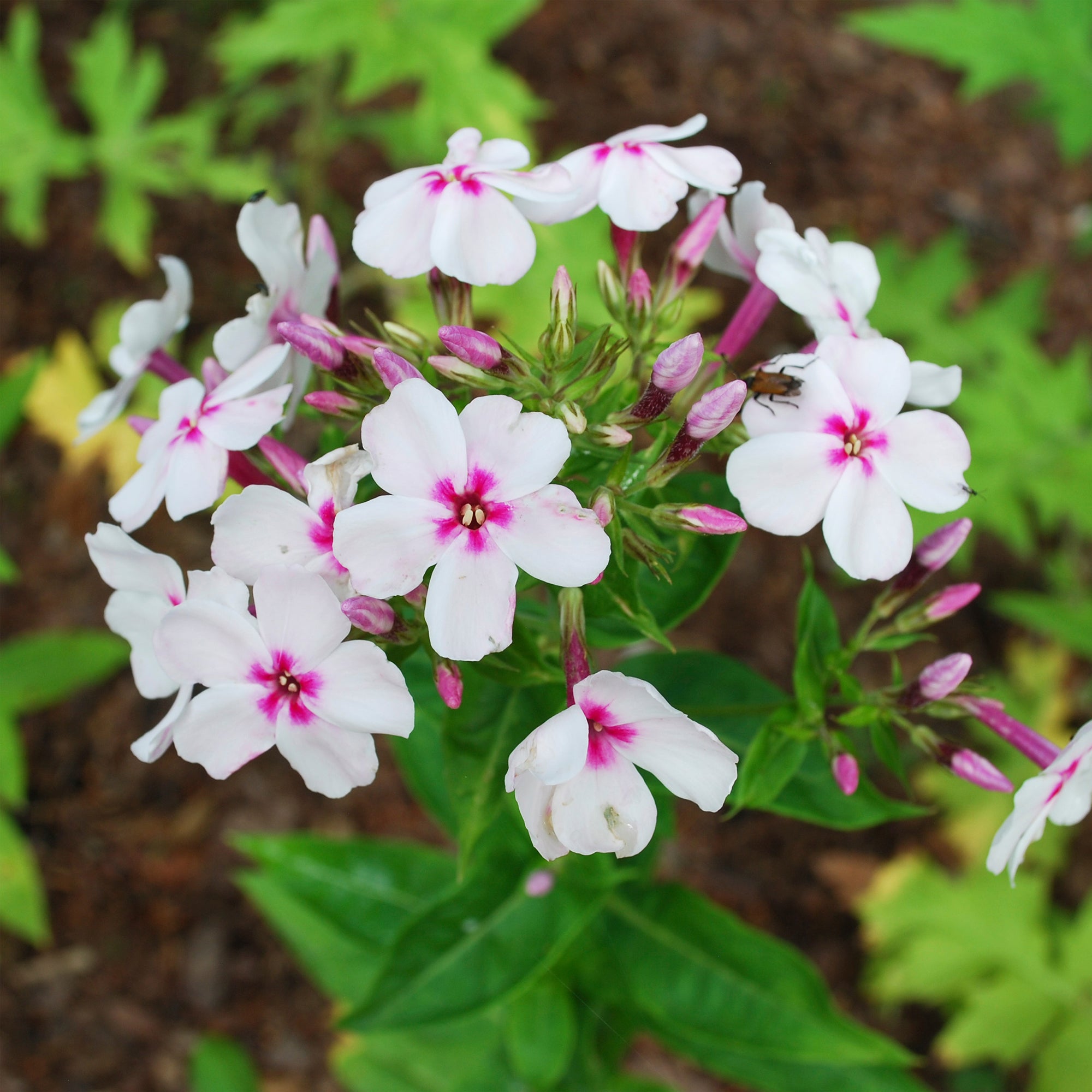 Bakker Europa phlox paniculé pot 9cm blanc œil rose