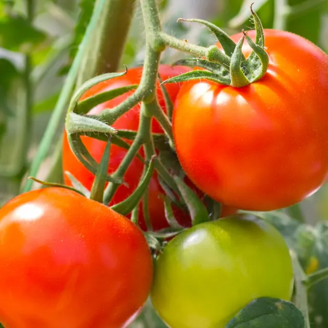 Bakker Tomate Montfavet F1 3 plants 10.5cm chair ferme