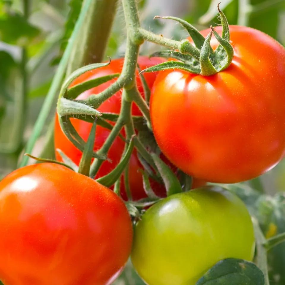Bakker Tomate Montfavet F1 3 plants 10.5cm chair ferme