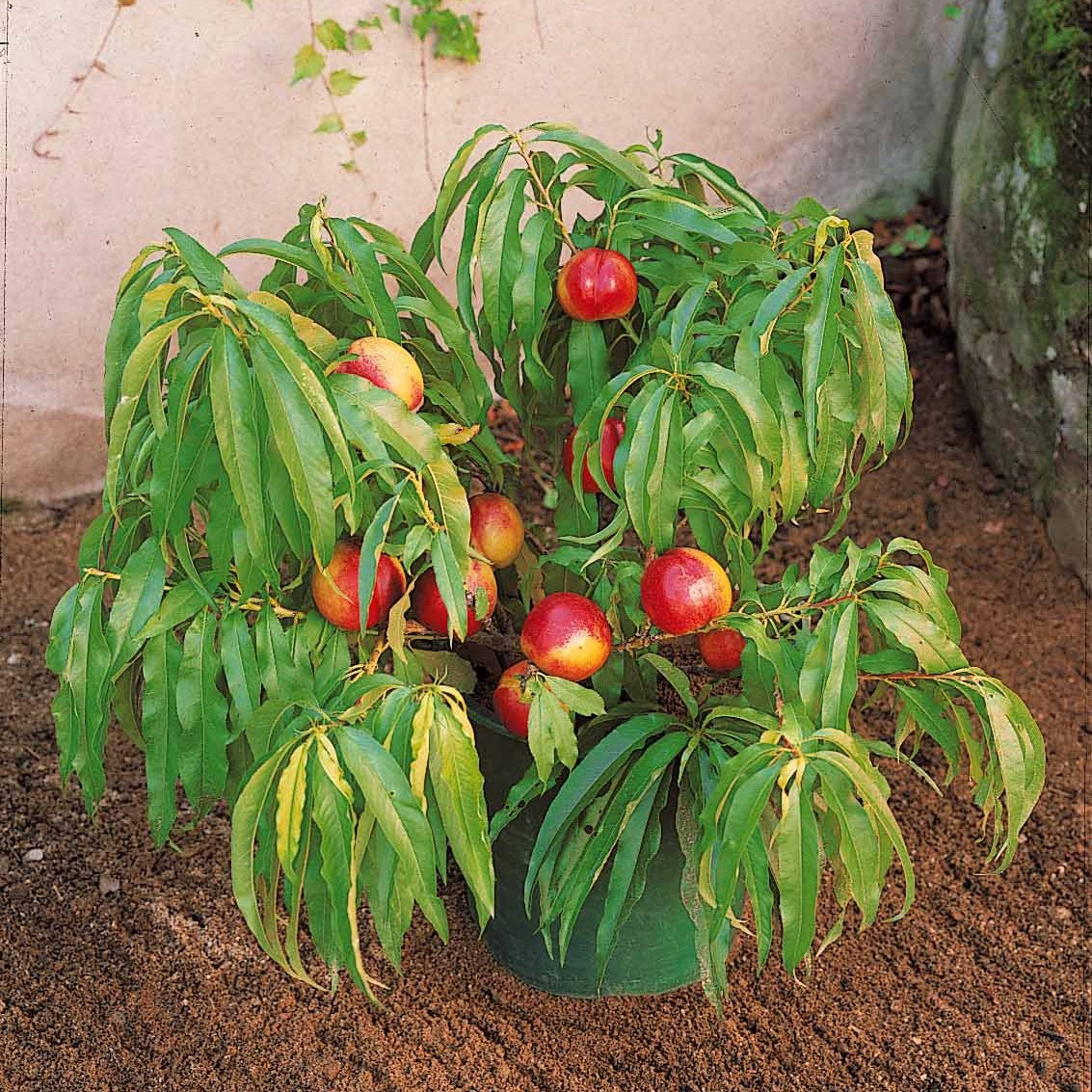 Bakker Mini-nectarine Morton fruitier motte balcon 150cm